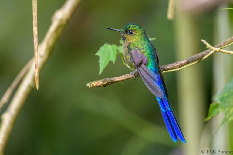 Violet tailed sylph ecuador 3