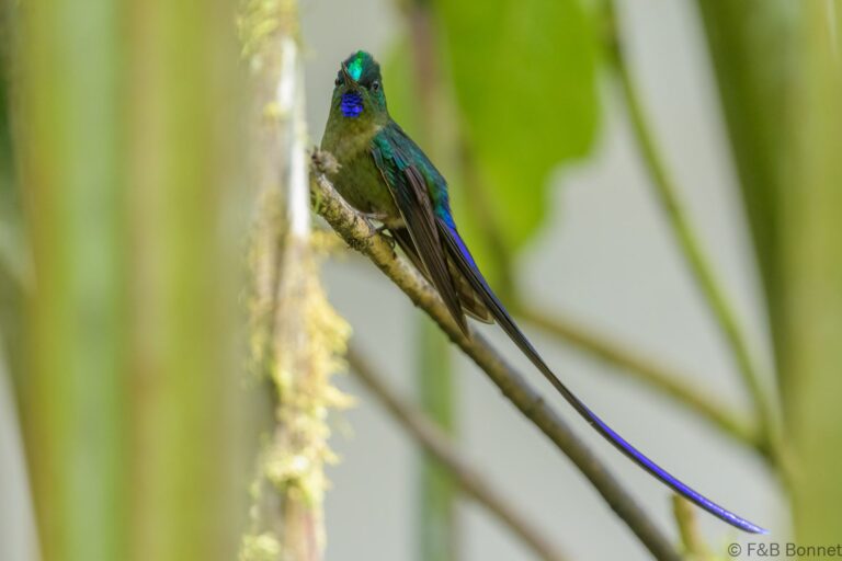 Violet tailed sylph ecuador 4