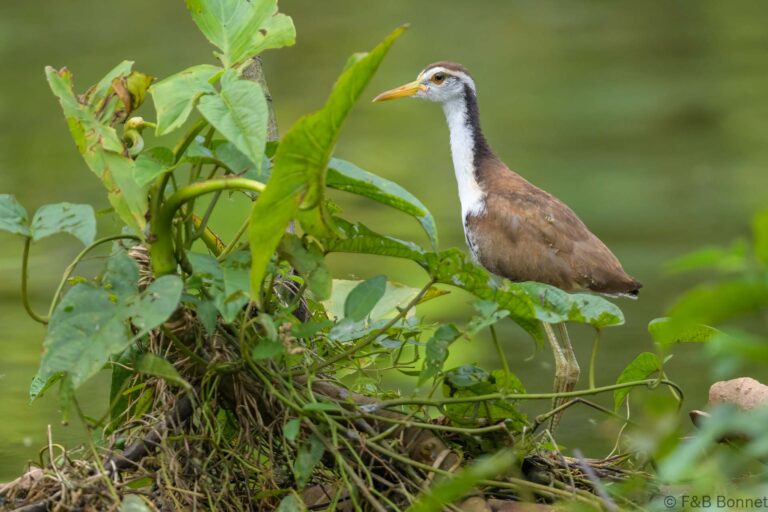 Wattled jacana ecuador 1