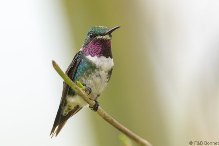 White bellied woodstar ecuador 1
