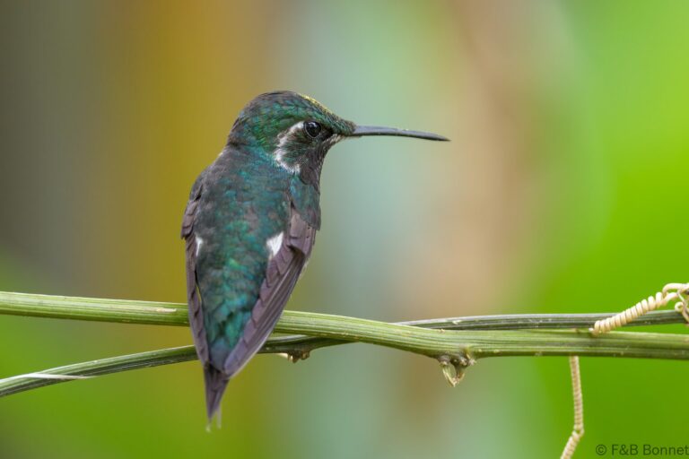 White bellied woodstar ecuador 2