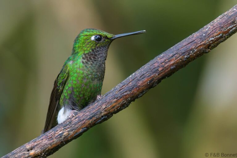 White booted racket tail ecuador 1