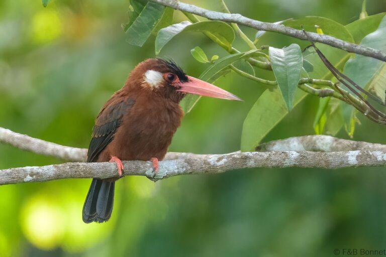 White eared jacamar ecuador 2