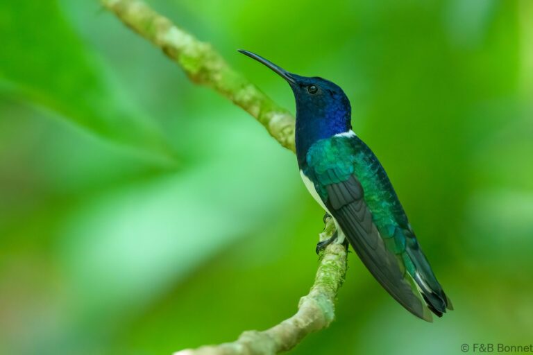 White necked jacobin ecuador 1