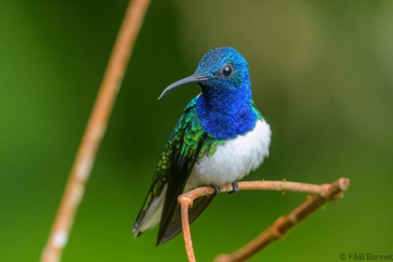 White necked jacobin ecuador 2