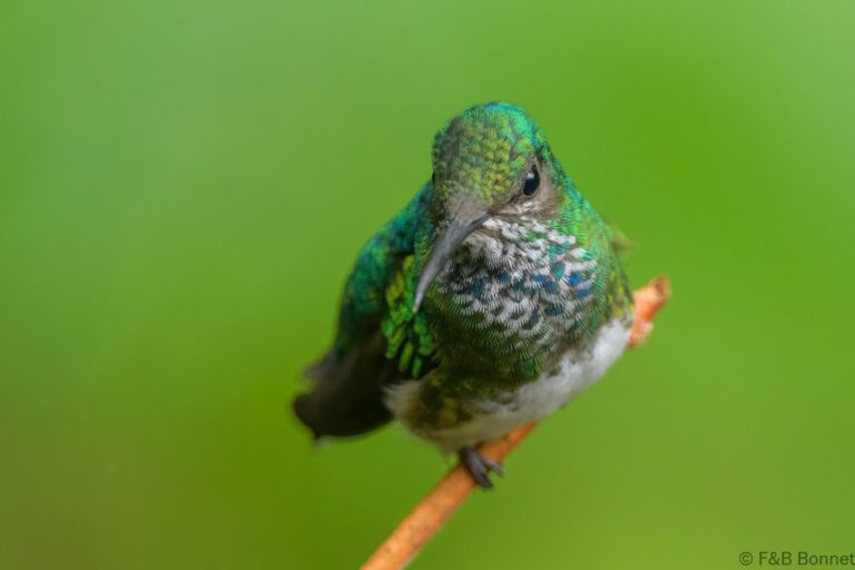 White necked jacobin ecuador 3