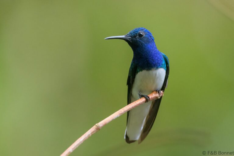 White necked jacobin ecuador 4