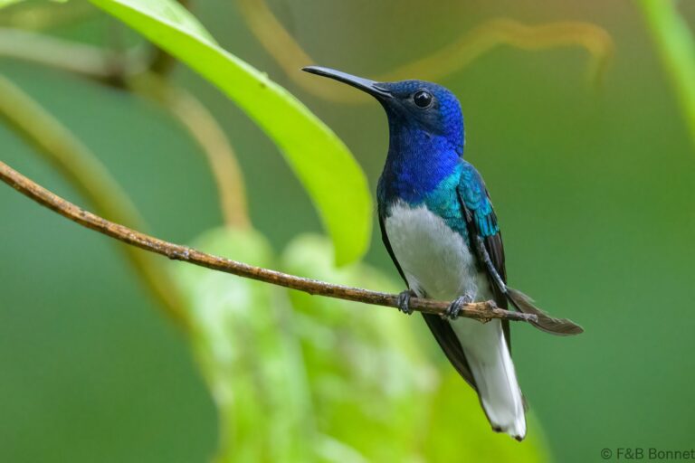 White necked jacobin ecuador 5