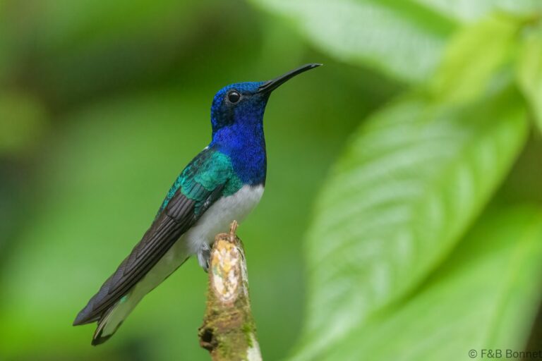 White necked jacobin ecuador 6