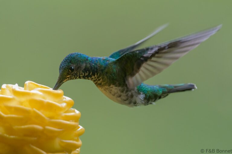 White necked jacobin ecuador 7