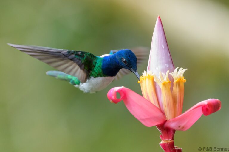 White necked jacobin ecuador 8