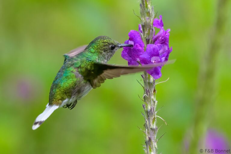 White tailed emerald costa rica 1