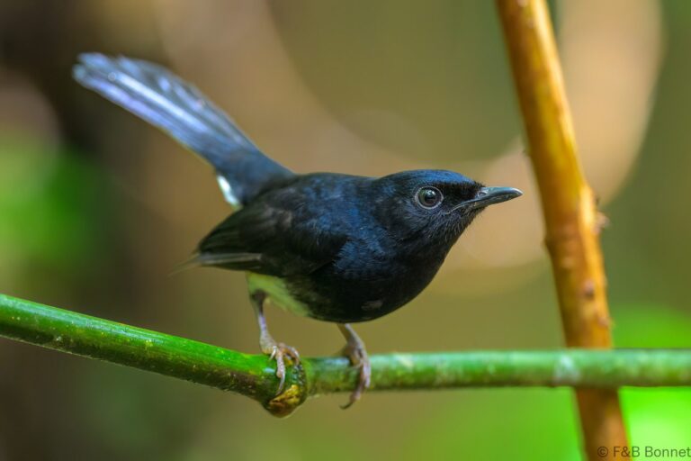 White vented shama philippines 1
