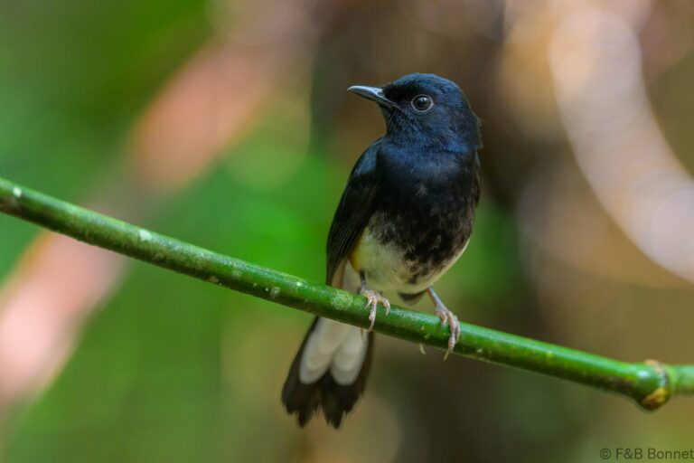 White vented shama philippines 2