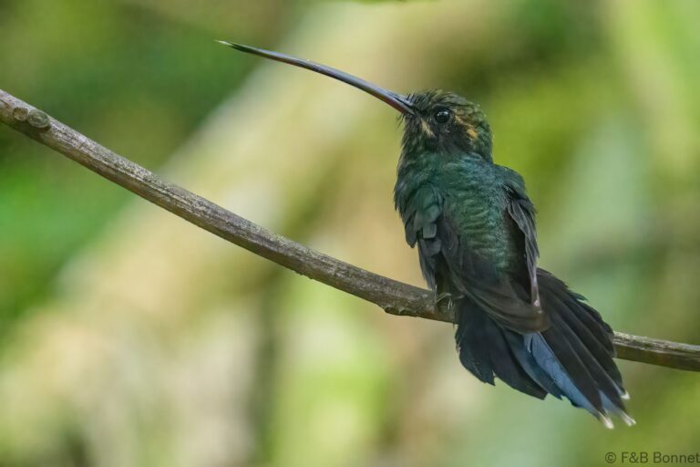 White whiskered hermit ecuador 2