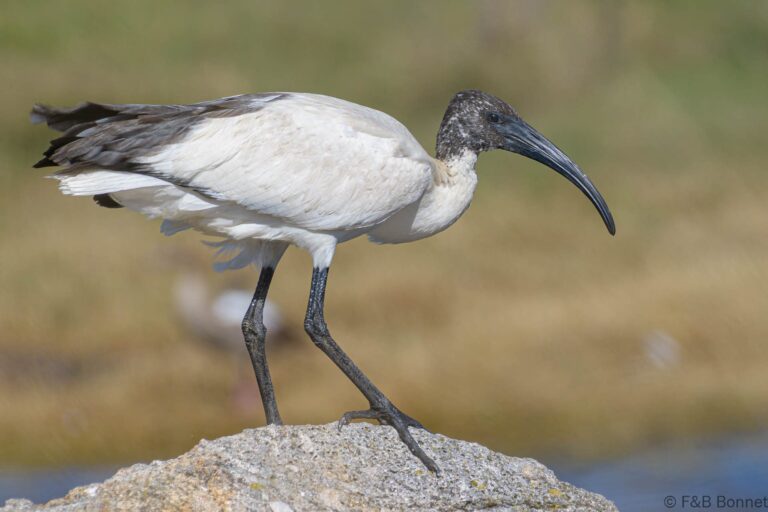 African sacred ibis south africa 1