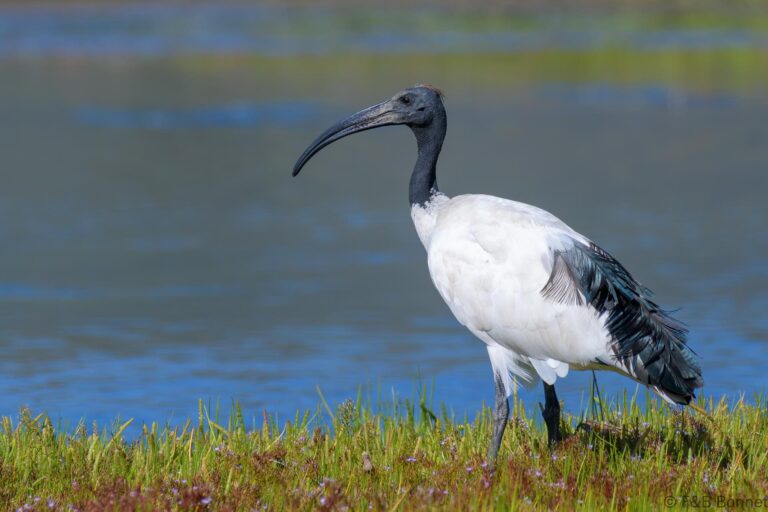 African sacred ibis south africa 2