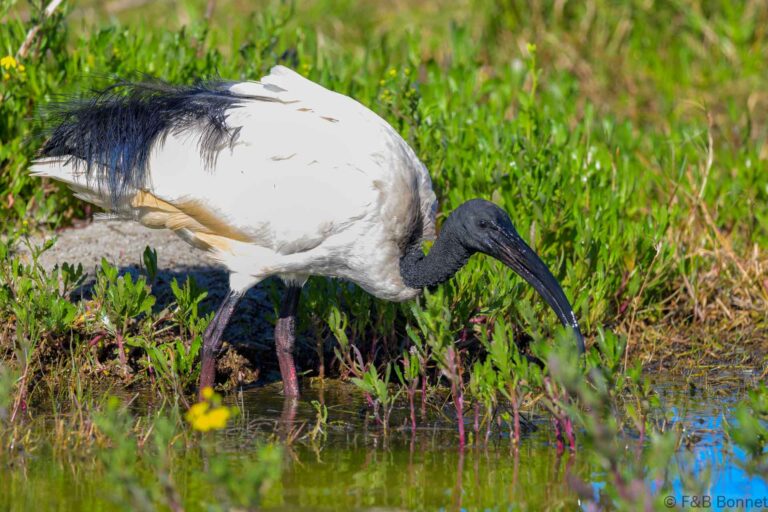 African sacred ibis south africa 3