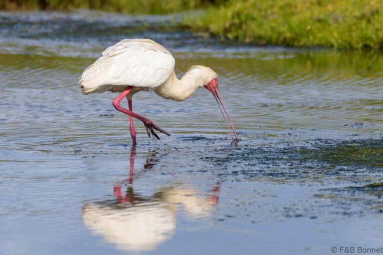 African spoonbill south africa 1