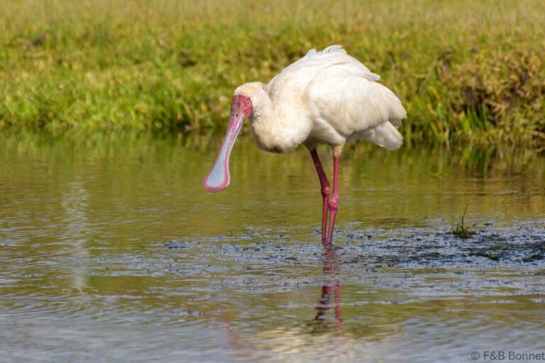 African spoonbill south africa 2