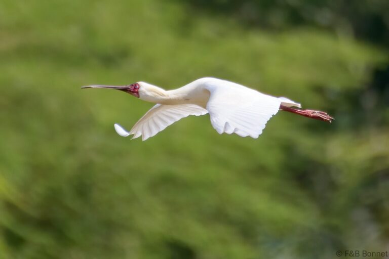 African spoonbill south africa 3