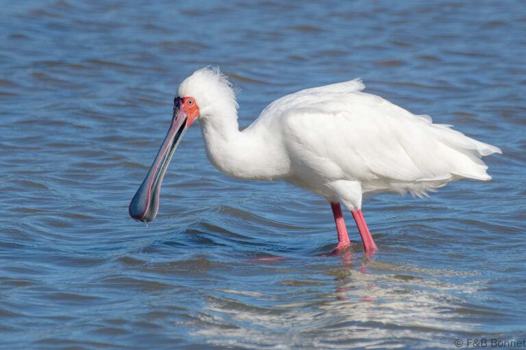 African spoonbill south africa 4
