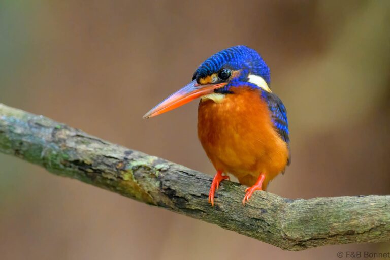 Blue eared kingfisher philippines 3