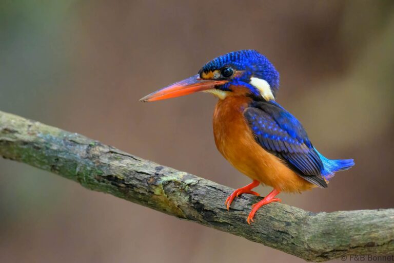 Blue eared kingfisher philippines 4