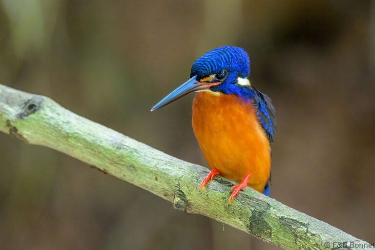 Blue eared kingfisher philippines 5