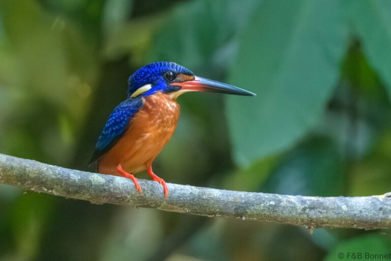 Blue eared kingfisher thailand 1