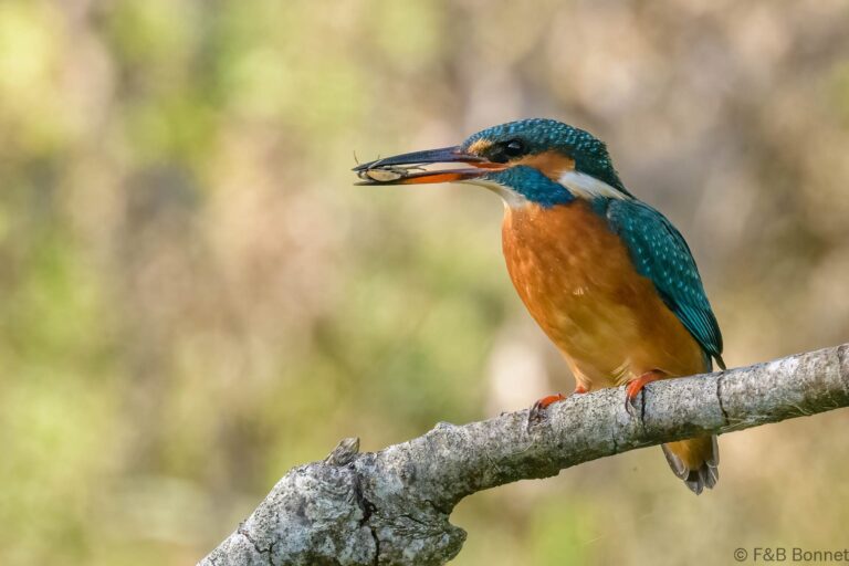 Common kingfisher france 10