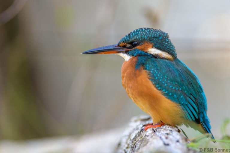 Common kingfisher france 11