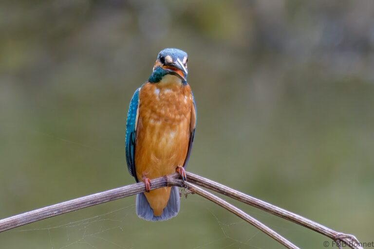 Common kingfisher france 4