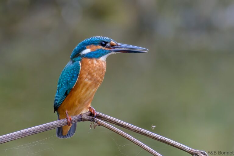 Common kingfisher france 5