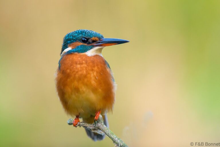 Common kingfisher france 9