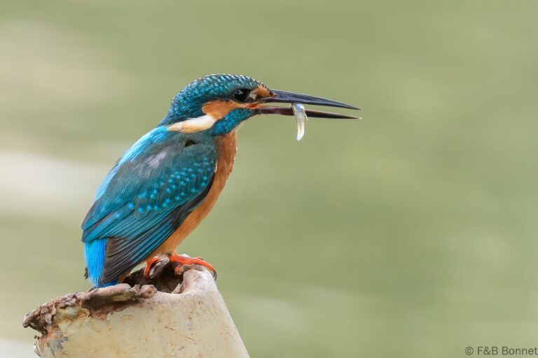 Common kingfisher thailand 1