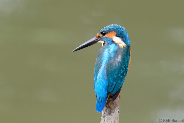 Common kingfisher thailand 2