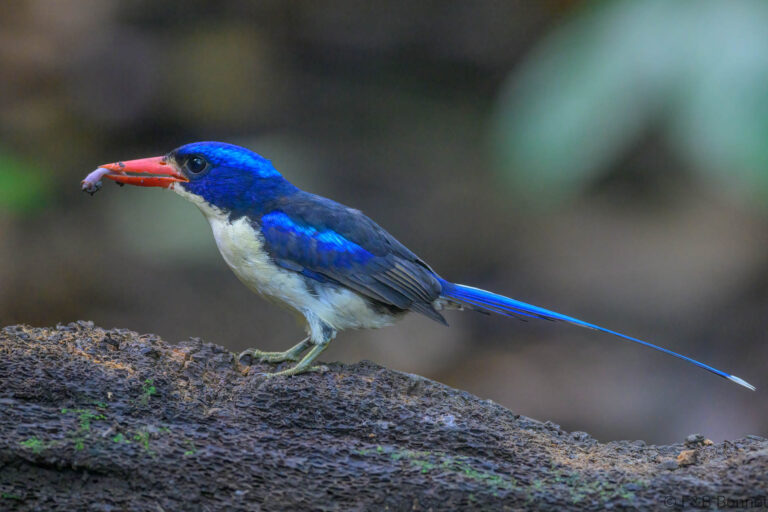 Common paradise kingfisher indonesia 1