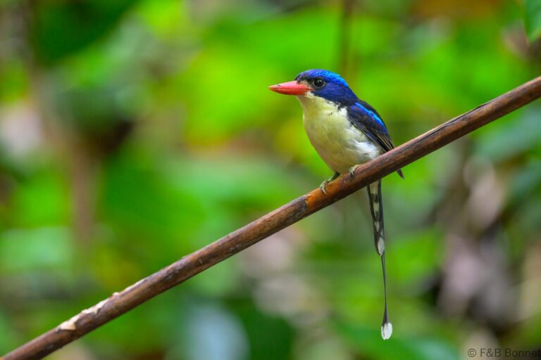 Common paradise kingfisher indonesia 2