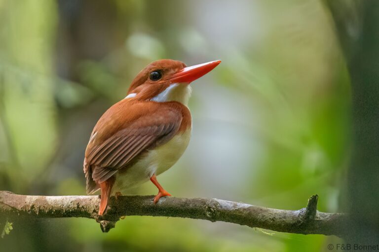 Madagascar pygmy kingfisher madagascar 3