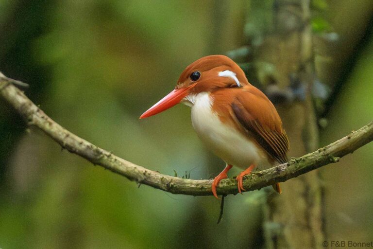 Madagascar pygmy kingfisher madagascar 5