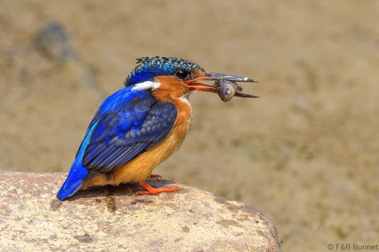 Malagasy kingfisher madagascar 1