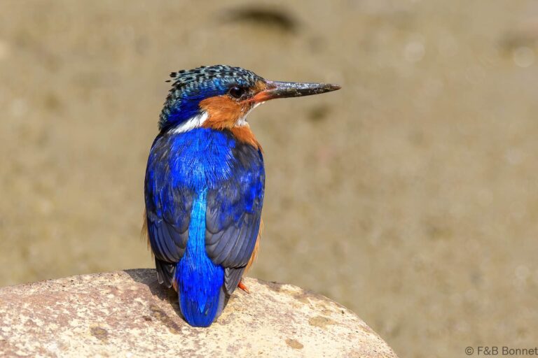 Malagasy kingfisher madagascar 2
