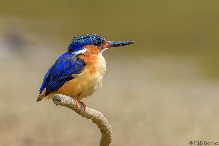 Malagasy kingfisher madagascar 3