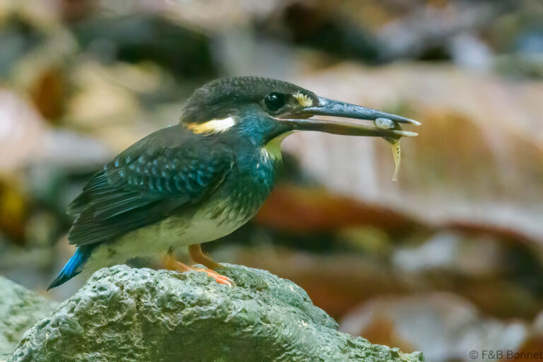 Malaysian blue banded kingfisher thailand 1