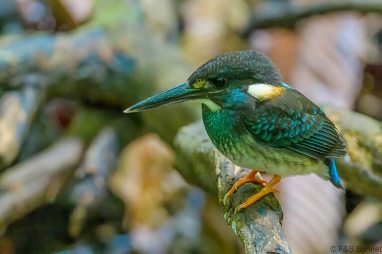 Malaysian blue banded kingfisher thailand 3