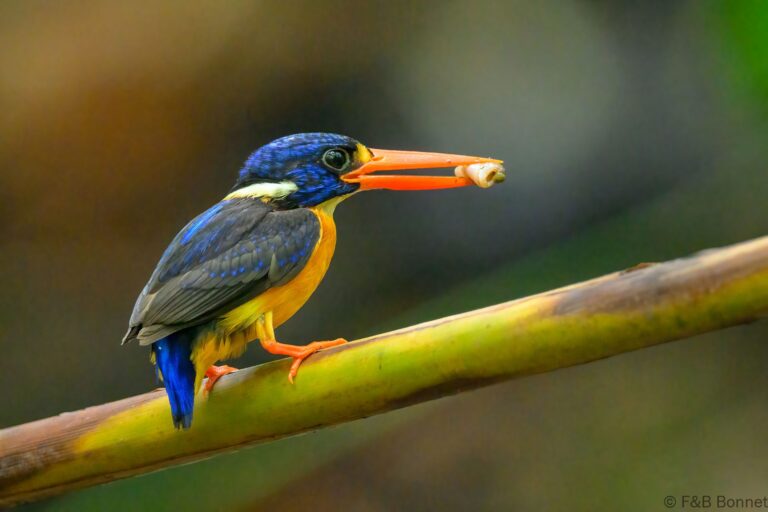 Moluccan dwarf kingfisher indonesia 5