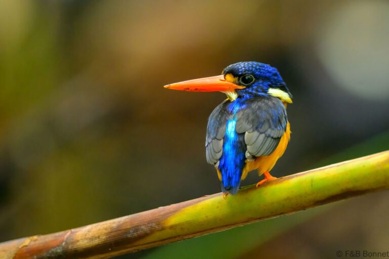Moluccan dwarf kingfisher indonesia 7