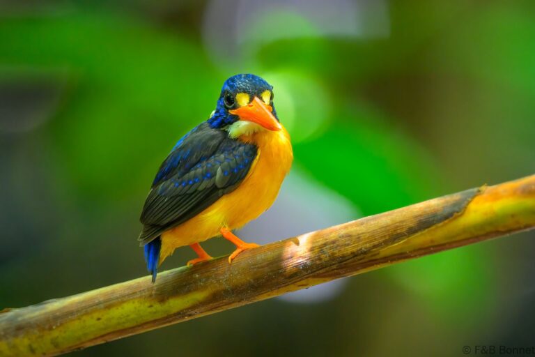 Moluccan dwarf kingfisher indonesia 8