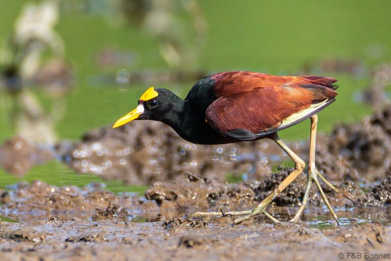 Northern jacana costa rica 5